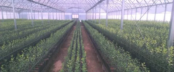 1º Simposio Regional de Viveros Cítricos Bajo Cubierta