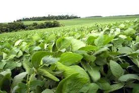5 mil kilos por hectárea de soja en Gualeguay