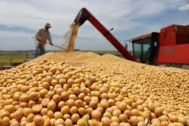 SOJA: Panorama Agrícola Semanal