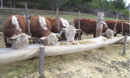 Grave denuncia: Usan harina animal para alimentar ganado
