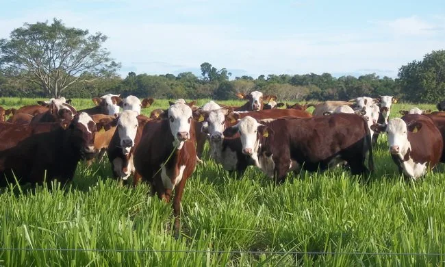 Requisitos para la recepción de protocolos de diagnóstico de brucelosis bovina